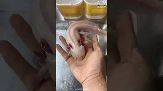 Аксолотль | Мексиканская ходячая рыба