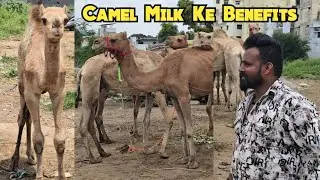 Camel milk in Hyderabad | oonth ka doodh available in attapur 190 Hyderabad | camel for rent in Hyd
