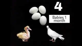 Get 4 Babies/Eggs at once from One pair of Pigeons | How to get 4 eggs/babies in one month