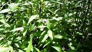 Capital Naturalist: Bristled Smartweed
