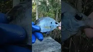 Experimental Fishing Using Silkworm Pupa To Catch Mega Golden Shiners