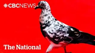 #TheMoment a pigeon stole the spotlight on a TIFF red carpet