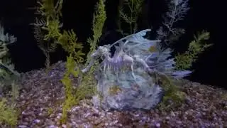 Birch aquarium   in La Jollia
