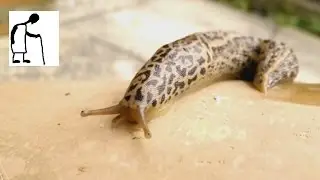 Леопардовый слизень Limax maximus