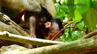 Pity adorable newborn monkey, Newborn Allie cry loudly, Baby Alliev need milk,Tourist Monkey 1170
