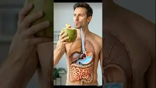 what happens when you drink coconut water | stomach digestion 3D #shorts #humanbody