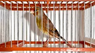 Mixto de jilguero x canaria canatando limpio la copia malaga limpia - hybrid Goldfinch singing