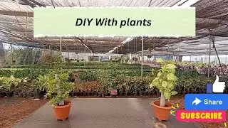 DIY with plants ll new concept of propagating plants ll Awesome plant Growing hacks lldo it yourself