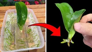 The magic secret for the orchid to take root quickly no one has shared