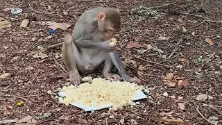 Monkeys eating style, 😍#domesticanimals #monkey