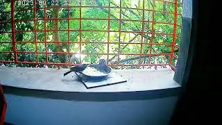 Hidden camera footage shows pets and birds activity