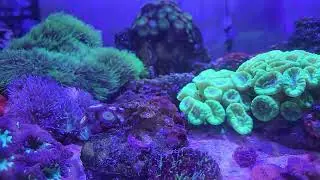 My top 7 aquatic snails for your reef aquarium