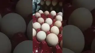 soft shell egg 🍳