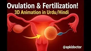 Ovulation & Fertilization Explained in Urdu/Hindi | 3D Pregnancy Animation
