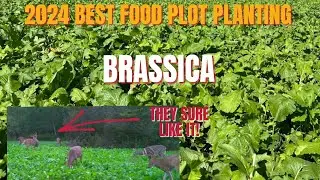 2024 BEST FOOD PLOT PLANTING  part 1