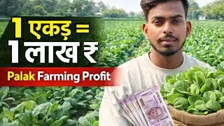 1 एकड़ में पालक लगाकर 1 लाख कमाई | Palak Farming Business | Desi Palak Farming