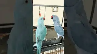 o my god so cute pair #ytshorts #parrot #bird #lovebirds