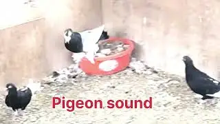 Pigeon sound | kabutar ki awaz | kabutar sound