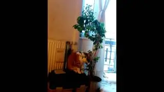 The new species Felis Capra: Crazy about leaves