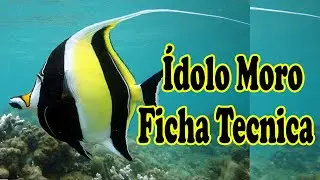 Idolo  moro Y sus cuidados zanclus cornutos