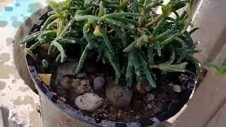 Inmulțirea florilor de piatră - Floare de cristal roz  (delosperma cooperi).