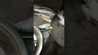 chelwa and rewa fish 😃😍😀#shortsfeed #viral #fish