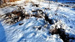 Dziki zrobiły wykopki ziemniaków i orkę zimową Sytuacja na ogrodzie