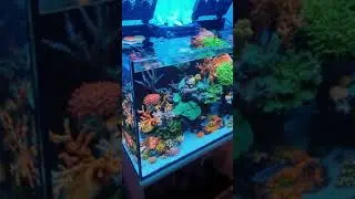 Red Sea Reefer 250 - SPS Dominant Reef Tank
