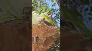 Green Ant Nest | Darwin NT Australia Wildlife #Shorts