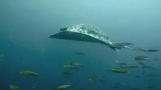 Marble Ray
