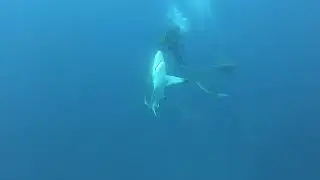 Rolands fight with sharks