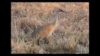 [Wikipedia] Kewaunee Marshland Walk