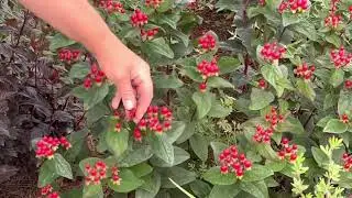 Kodiak Orange Diervilla: drought tolerant, deer resistant flower bed