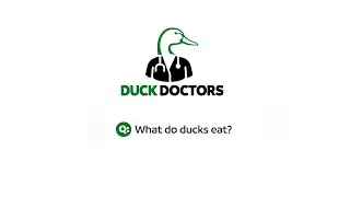 What do ducks eat?