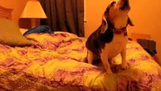 Howling Beagle: Toby's Separation Anxiety
