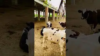 Cow mandi 2025 | Cattle Market in Pakistan | Vlog 01 #farming #cow #farm