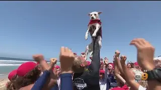 24th Annual Incredible Dog Challenge And Surf Competition In Huntington Beach