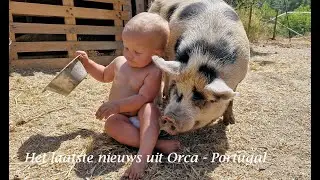 Nieuw schattig leven op de quinta. Jonge Kune Kune varkentjes zijn  geboren