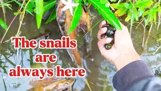 Snail Hunting,Nature's Sparkling Surprises
