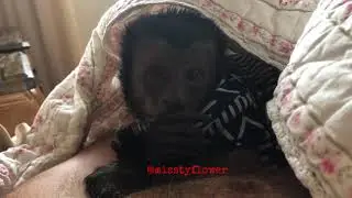 Zzzzzleepy Toby talks back in his monkey language ❤️