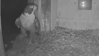 Diamond brings alive prey and stash in box corner | FalconCam Project | Jan 29, 2026