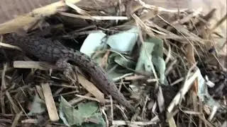 How to setup a Marbled Gecko terrarium (step by step)