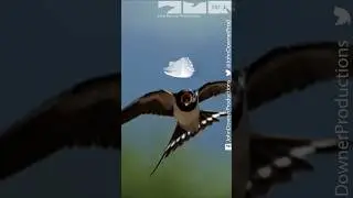 Замедленная съемка: ласточка ловит перо #дикаяприрода #ласточка #замедленнаясъемка #дэвидтеннант ...