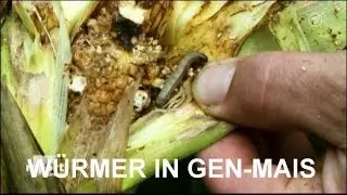 Wie Gen-Mais-Produzenten l&uuml;gen und betr&uuml;gen!
