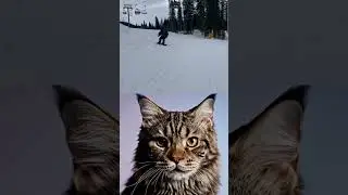 Cat's Shocked Face #cat #meme  #shorts  #trending  #funny