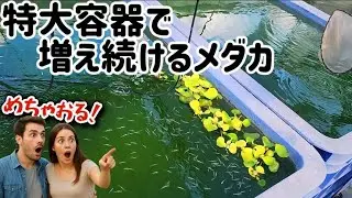 【メダカ】今更ですが、メダカを増やす達人でした。