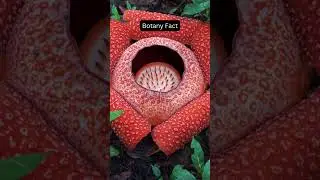 The world's largest flower is...Botany Fact