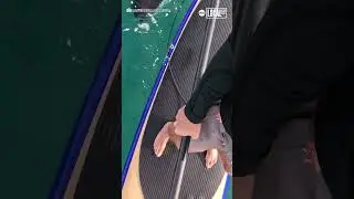 Curious orcas investigate paddleboarder