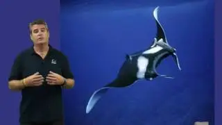 Pelagic Dive Travel