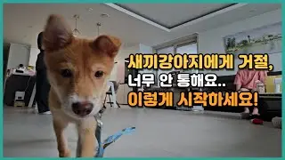 4개월강아지 교육이 어렵다면, 이렇게 시작해보세요! | 믹스견 해